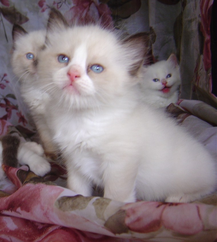 ragdoll bicolor kitten